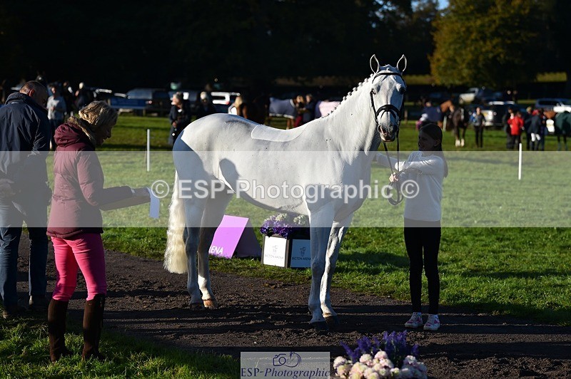 231022-092102-21722 - 653-GREYΓÇÖS.VILLAGE.MELODY-Annabel.Ridgway-TrotUp+SJ