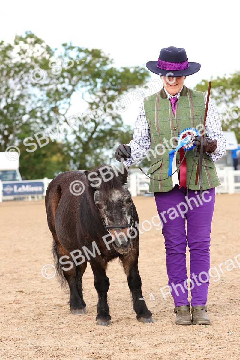 SBM_10343 - Class 206 - IH Non Show Type Pony