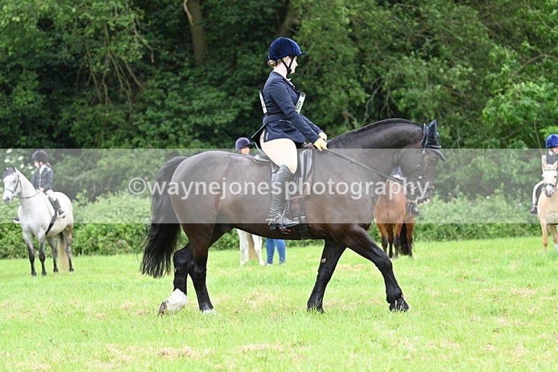 WJ7_3975 - Class 14A Handsome Gelding