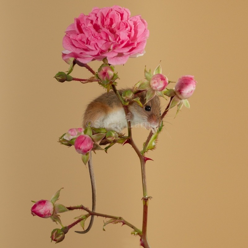 Rose Mouse SD2519 - Greeting Cards