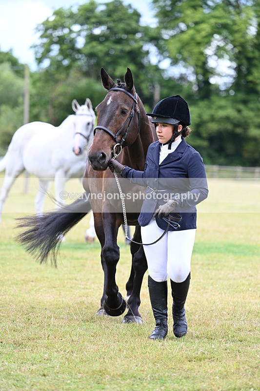 WJ7_6970 - Class 5a Most Handsome Gelding in Hand