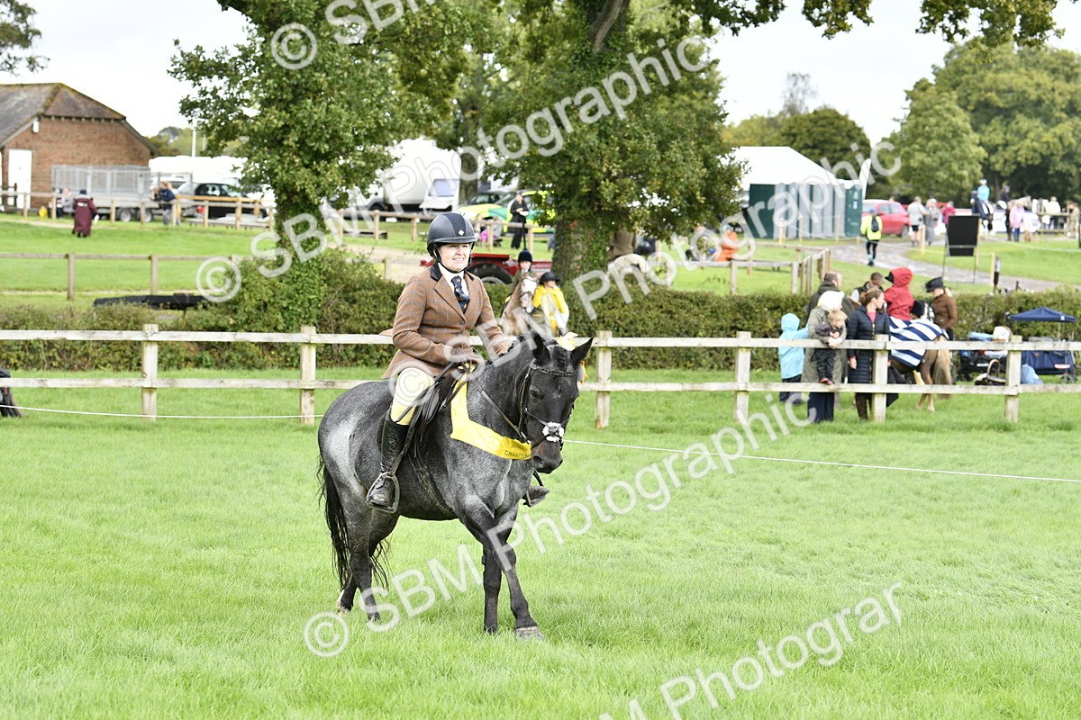 SBM_38311 - S31 - Novice & Newcomer Working Hunter Pony