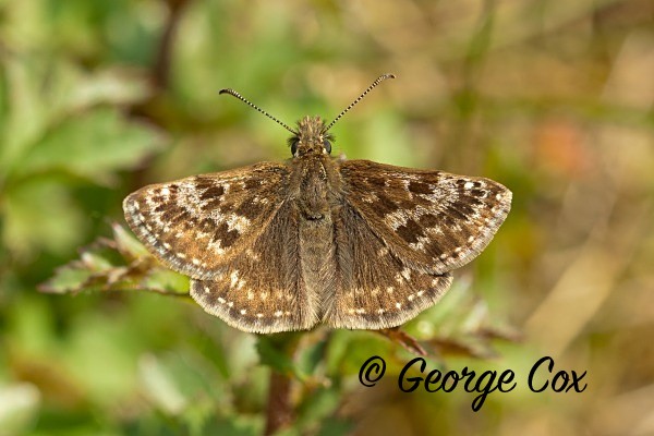 Dingy Skipper at Newstead & Annesley Country Park