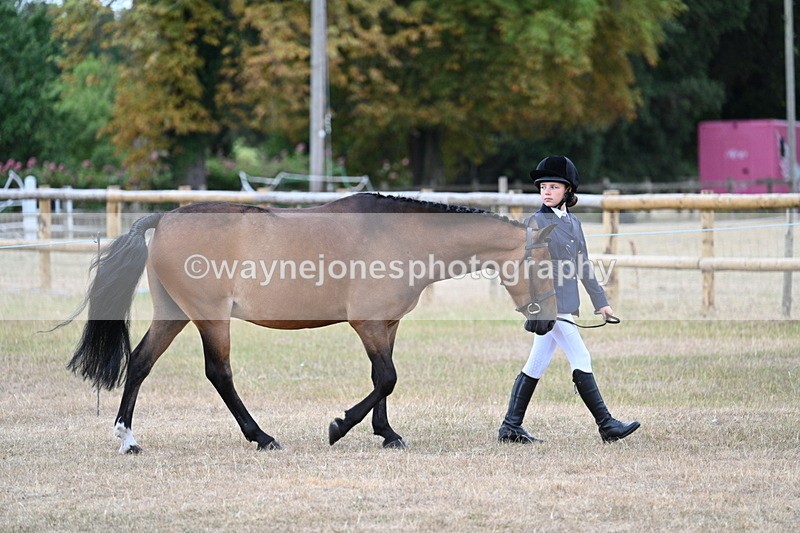 WJ7_9475 - Class 5 Most Handsome Gelding (up to 14.2hh)