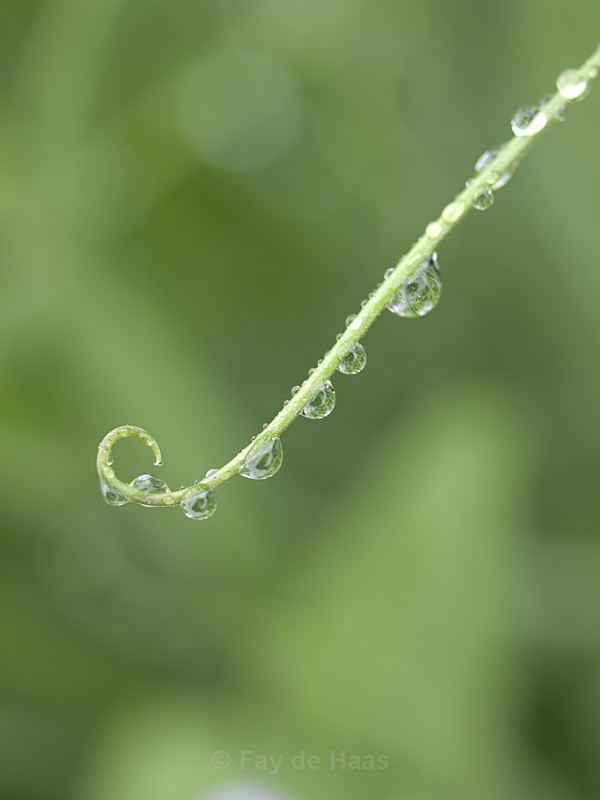20140529_0040 - After the rain