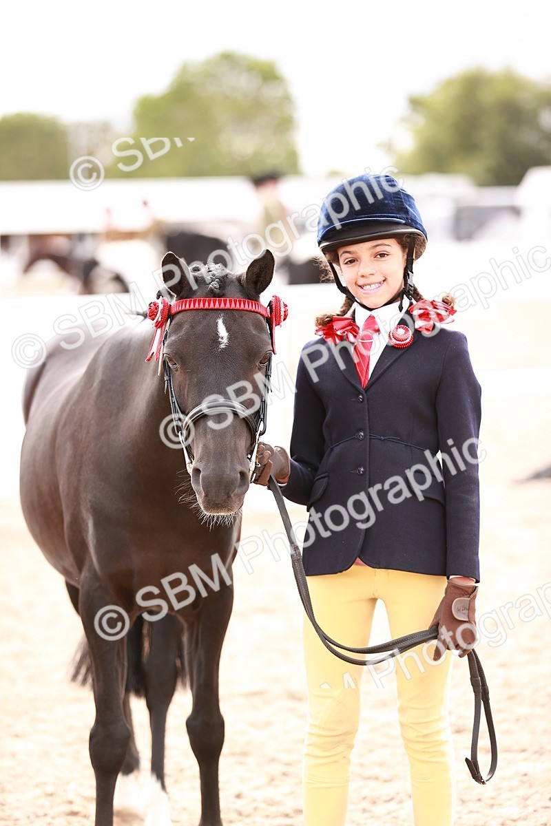 SBM_18326 - Class 417 - Handsome Gelding (IH or Ridden - JNR)
