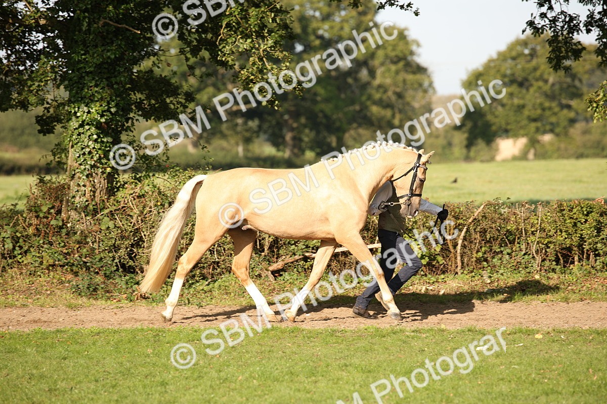 SBM_59342 - S52 - Other Coloured Horse In Hand