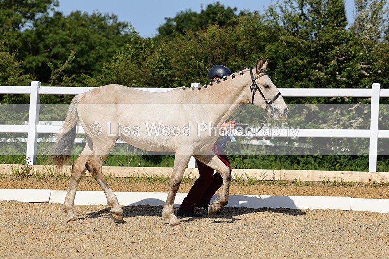 1X9A0830 - Class 4: Youngstock 1, 2, 3 year old to exceed 153cm