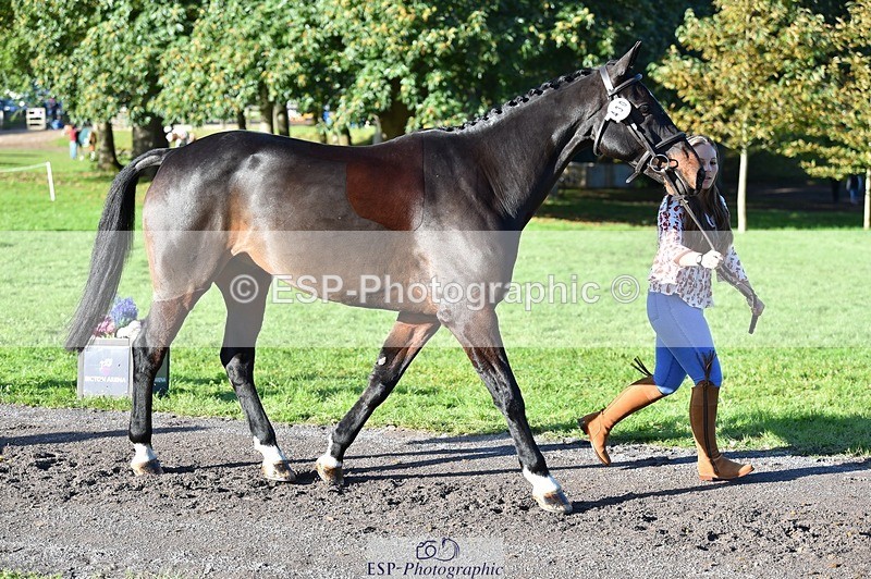 231022-101830-22396 - 430-HUNTSMAN.COM-Rachael.Watson-TrotUp+SJ