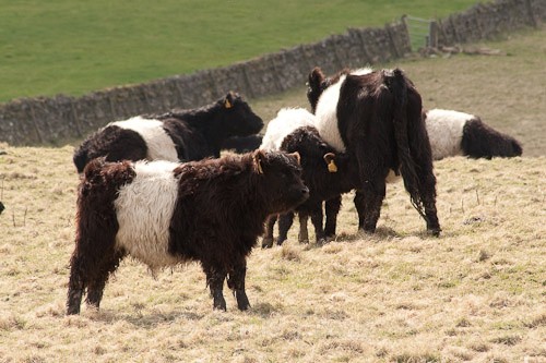 14 - Belted Galloway Cattle