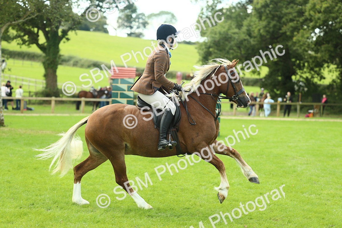 SBM_42822 - S30 - M&M Working hunter Pony