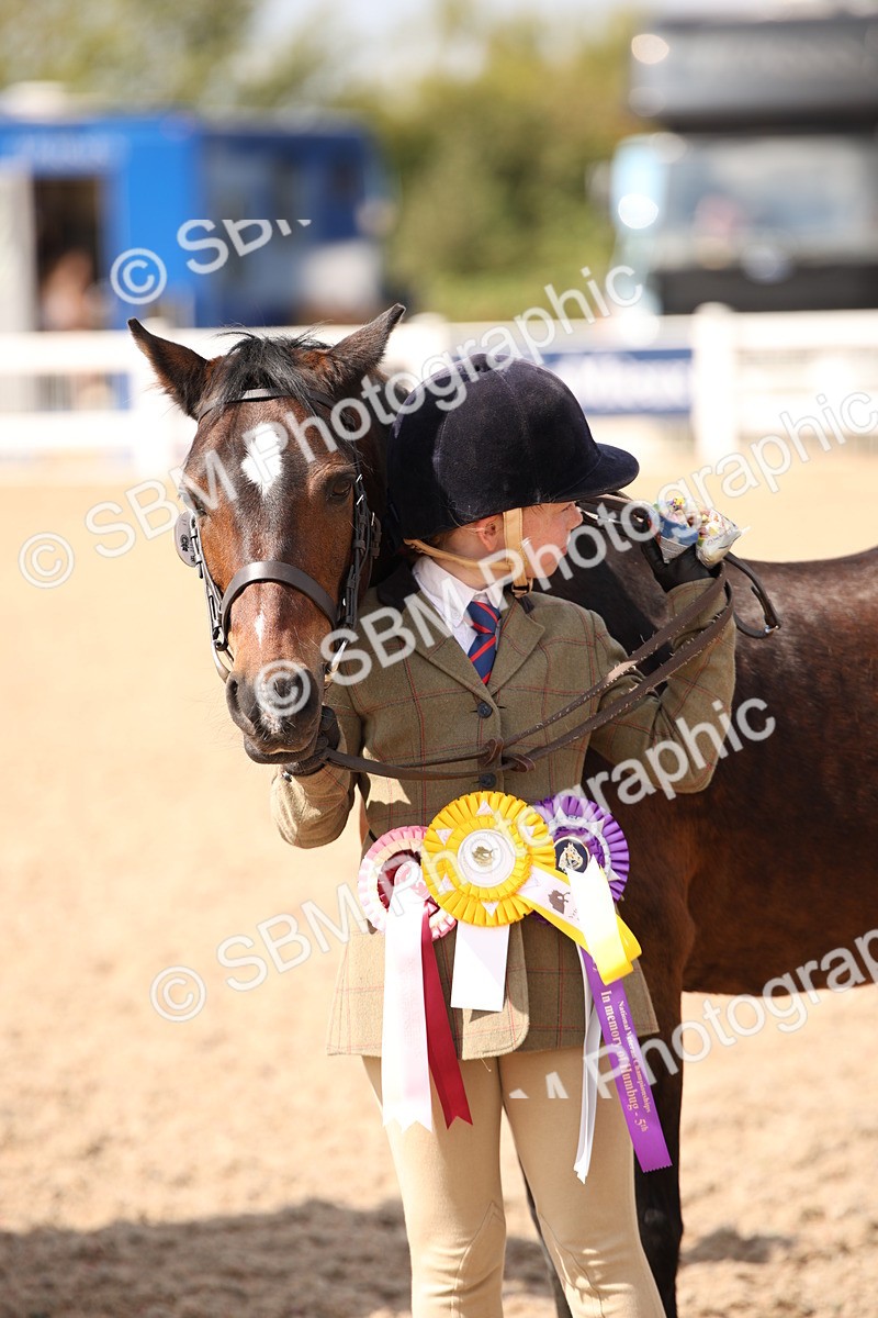 SBM_03456 - Class 18 Handsomest Gelding (IH or Ridden)