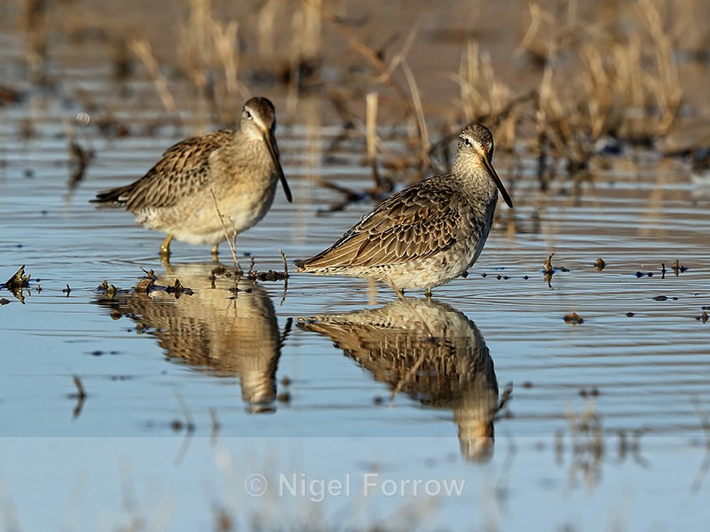 Reflection of Long-billed Dowitchers, Bosque del Apache, New Mexico - Long-billed Dowitcher