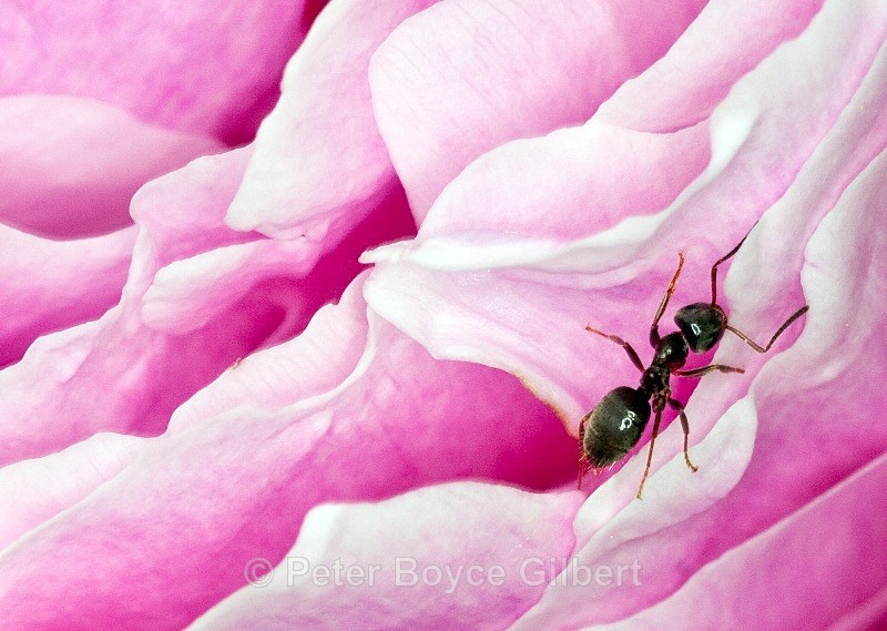 Ant on peony - Flora & Fauna