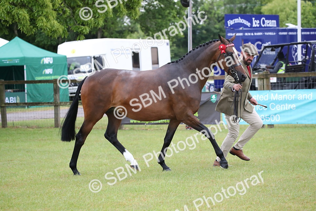 SBM_00124 - Class 17-20 - Arab & Part Bred - Anglo Arab In Hand