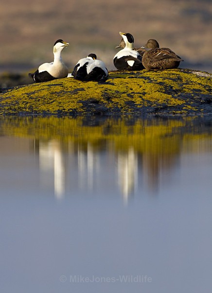 Eider ducks, Loch Beg, Isle of Mull, Scotland - FAVOURITES WILDLIFE GALLERY. Selected images from the wildlife collections.