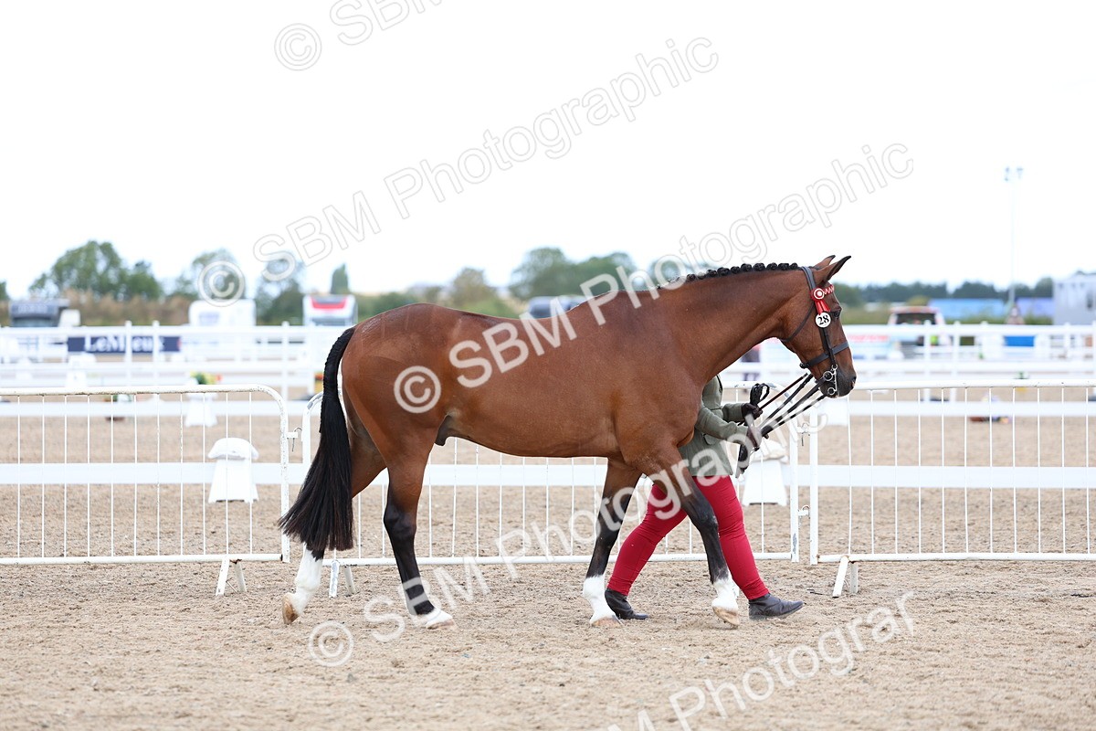SBM_04981 - Class 27 - IH Competition Horse or Pony