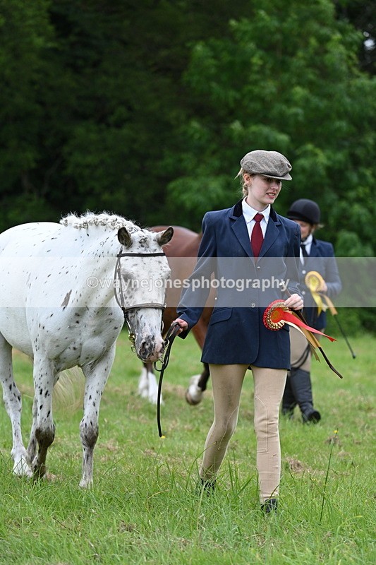 WJ7_4584 - Class 14B Prettiest Mare