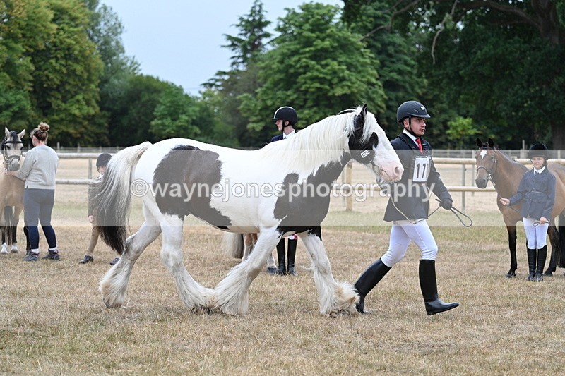 WJ7_9625 - Class 5 Most Handsome Gelding (up to 14.2hh)