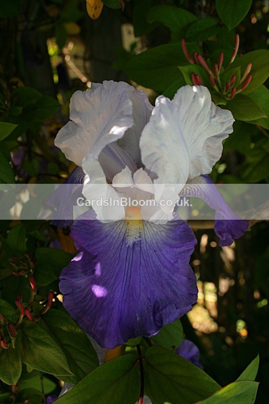 Iris 1020 - IRISES