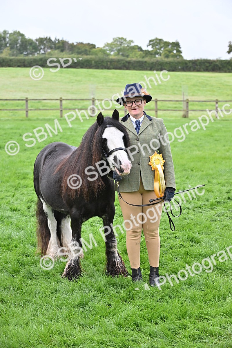 SBM_56977 - S45 - Coloured Pony In Hand