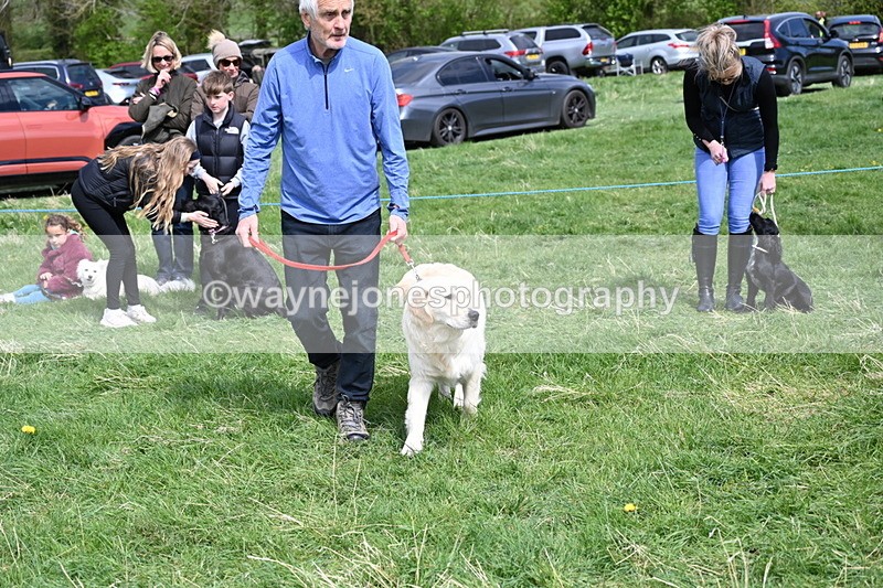 WJ6_9041 - Class 8 Best Working / Gun Dog or Bitch