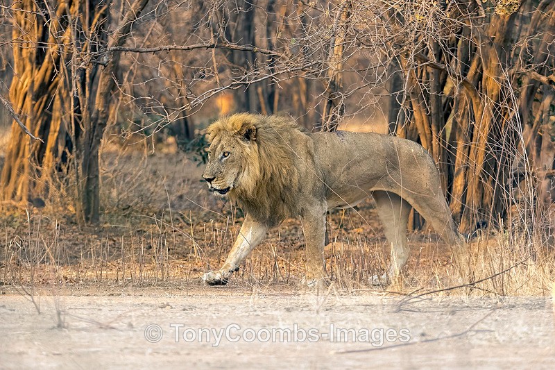 Lion - Mana Pools ~ The Mammals