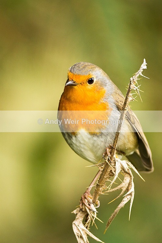 20121013-_MG_0926 - Robin