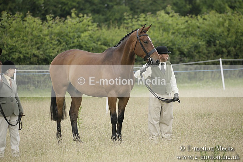 B230619-0278 - Bourne Valley Riding Club Summer Show 23/06/19