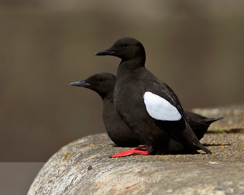 A pair of Black Guillemots sitting on the Marina wall at Ardrossan - Black Guillemot