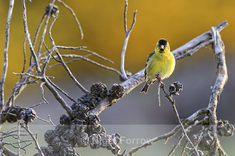 Black-chinned Siskin front view, Carcass Island, Falklands - Black-chinned Siskin
