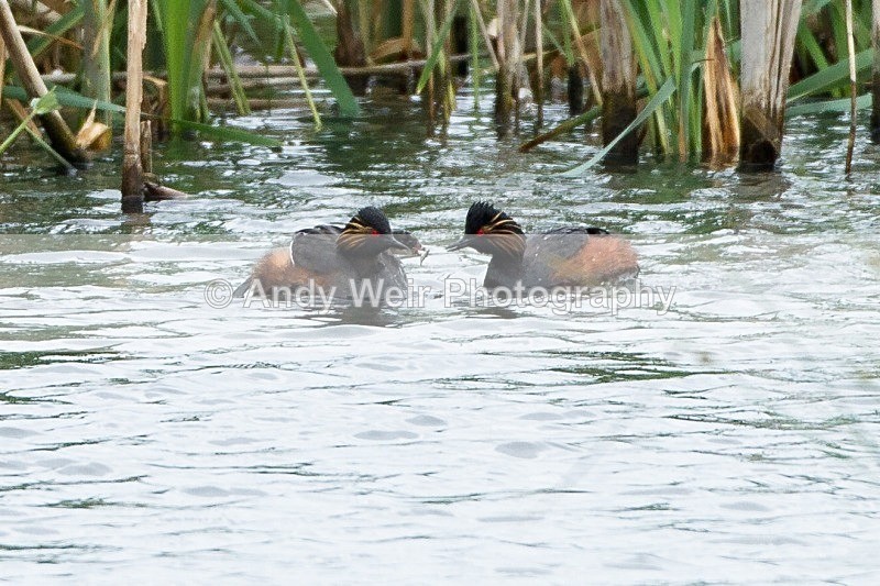 20120605-_MG_0133 - Black-necked Grebe