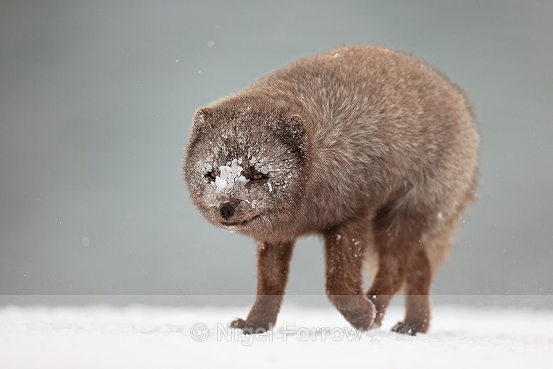 Arctic Fox (male) low angle close shot, Hornstrandir, Iceland - Arctic Fox