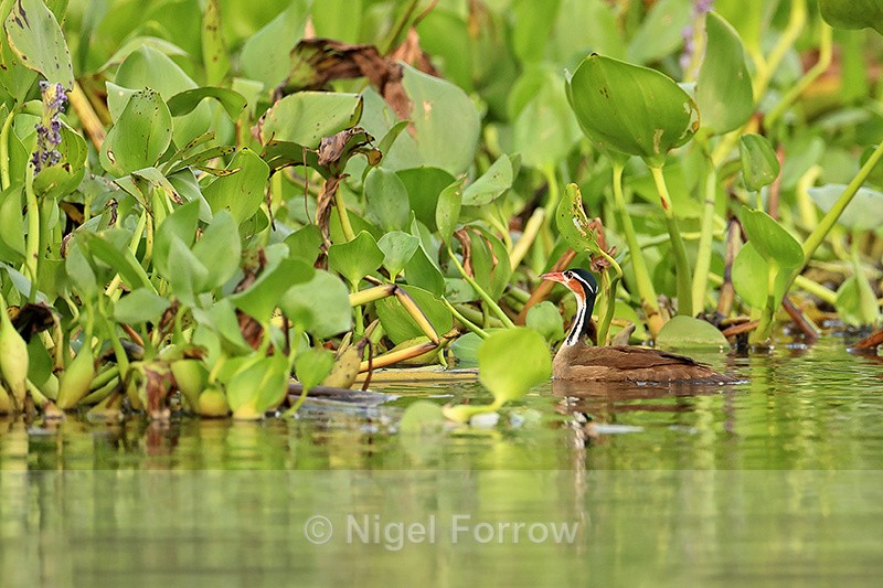 Sungrebe swimming into water hyacinth, Corixo Negro, Brazil - Sungrebe