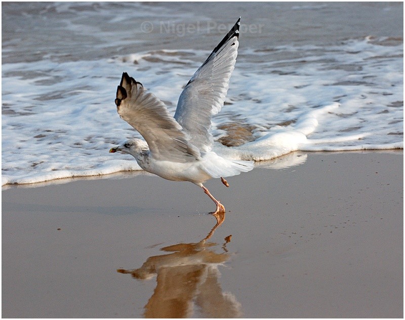 Taking Off (1) - Leggy the Herring Gull