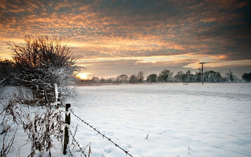 Winter Fields