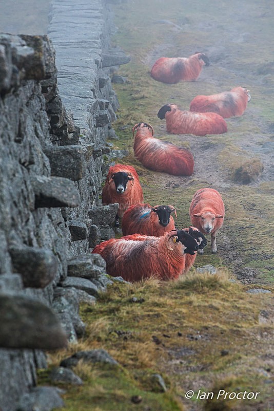 Red Dipped Sheep of the Mournes - Mourne Mountains