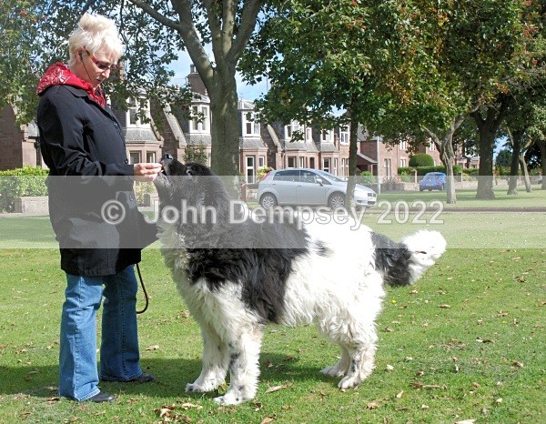 Max And his Chestnut 5 - Walking the Dog