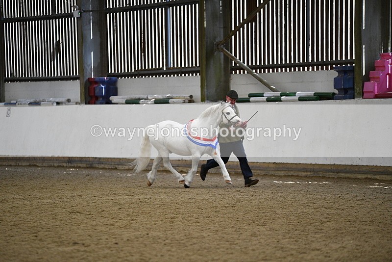 WJ5_5845 - Morning in hand Championship