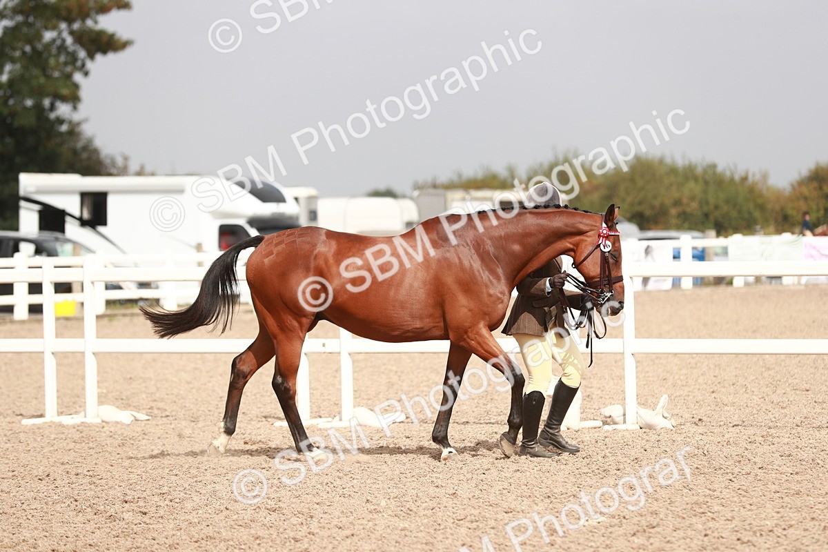 SBM_13142 - Class 208 IH Veteran Horse