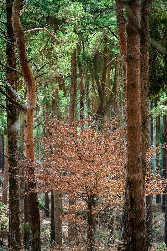 sapling beech - Mood and mist with some lumen added
