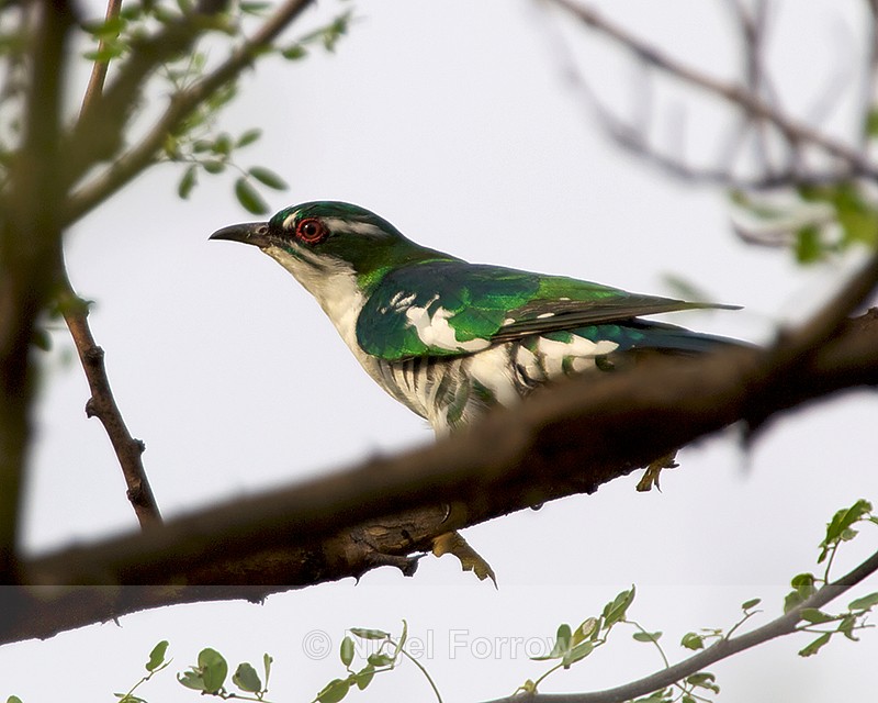 Diederik Cuckoo perched in a tree - Diederik Cuckoo