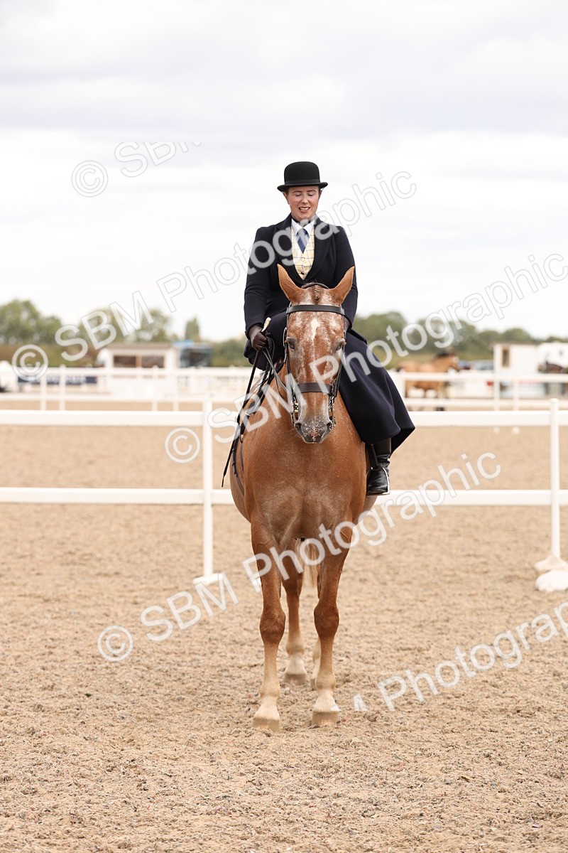 SBM_16433 - Class 211 - Best Side Saddle Horse - Pony