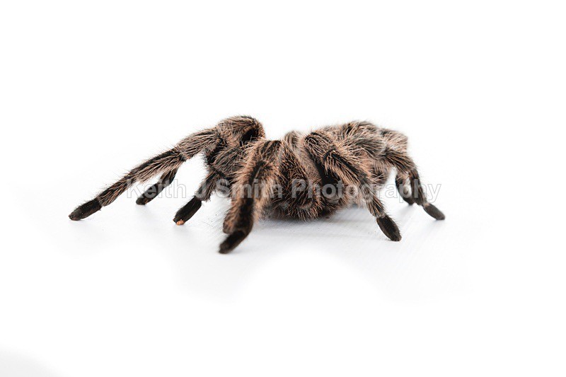 7SKJ4117 - Roaming Reptile Show III