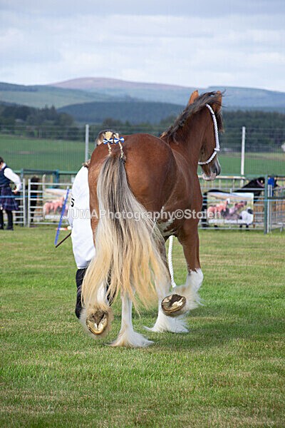 DSC_0145 - Ring 1