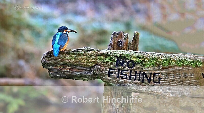 Kingfisher - United Kingdom