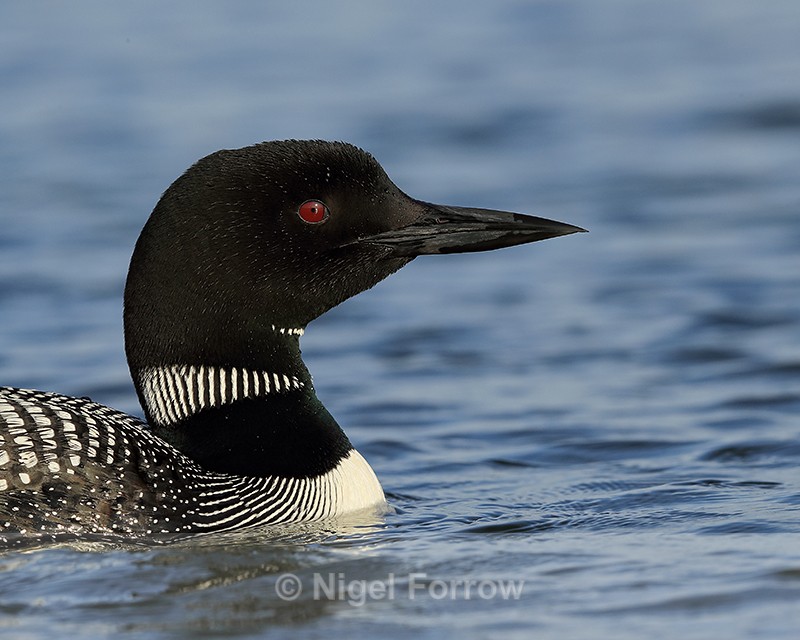 Common Loon close view, Minnesota, USA - Great Northern Diver