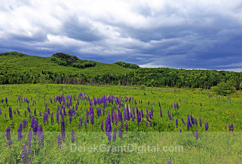 Lupines in the Wild - Flora