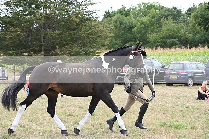 WJ6_6235 - Class 19 In-hand Veterans (Uploaded correct folder)