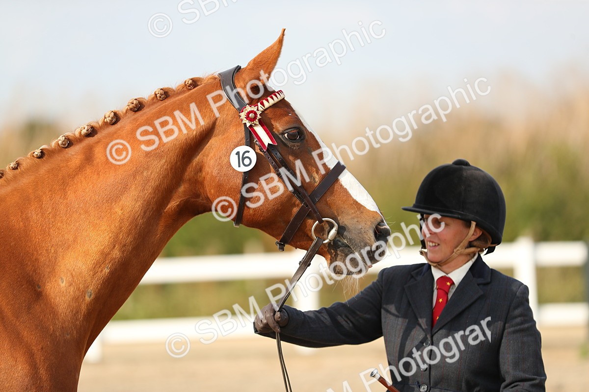 SBM_08604 - Class 28 - IH Veteran Horse